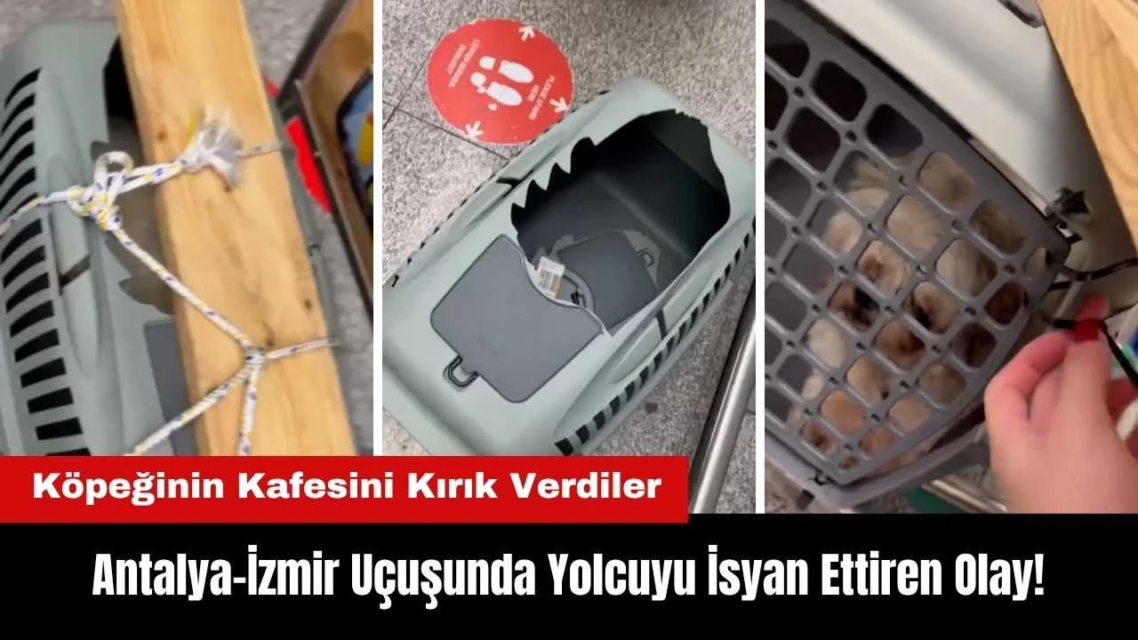 İzmir uçağında şok: Evcil hayvan kafesten kaçtı