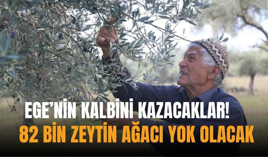 Ege'nin kalbini kazacaklar: 82 bin zeytin ağacı yok olacak!